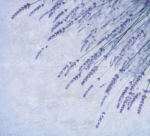 ストックフォト: ラベンダー · 花 · 国境 · 画像 · 美しい · 紫色
