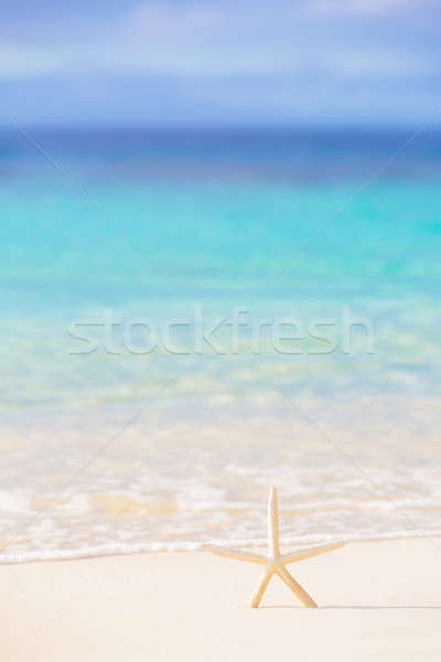 Stockfoto: Weinig · zeester · strand · mooie · mariene · schoonheid