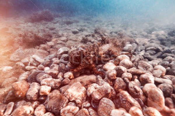 Zeester bodem verbazingwekkend onderwater natuur mooie Stockfoto © Anna_Om