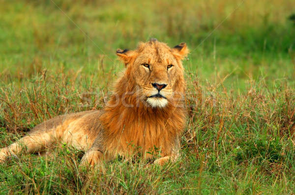 Portré fiatal vad afrikai oroszlán Afrika Stock fotó © Anna_Om