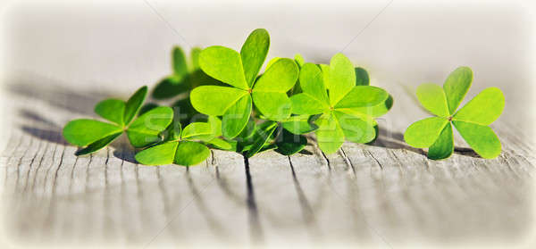 Stock photo: Fresh clover leaves over wooden background