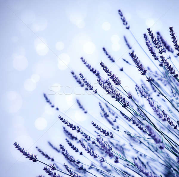 Lavanda campo de flores frescos púrpura aromático planta Foto stock © Anna_Om