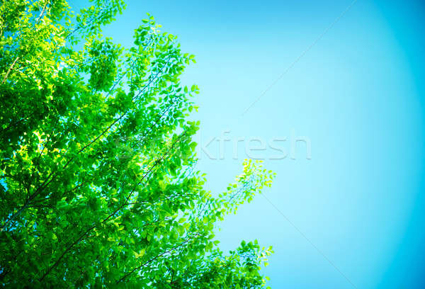 Proaspăt frontieră frunze albastru cer senin Imagine de stoc © Anna_Om