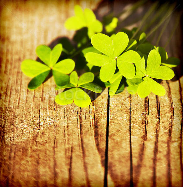 Fresh clover leaves over wooden background  Stock photo © Anna_Om