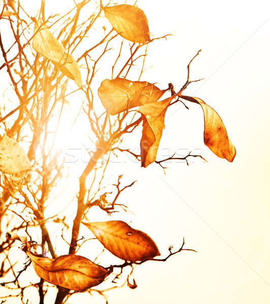 Herbstlaub Bild golden trocken hellen Tag Stock foto © Anna_Om