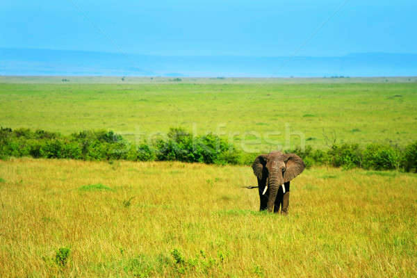 African Elephant in the wild Stock photo © Anna_Om