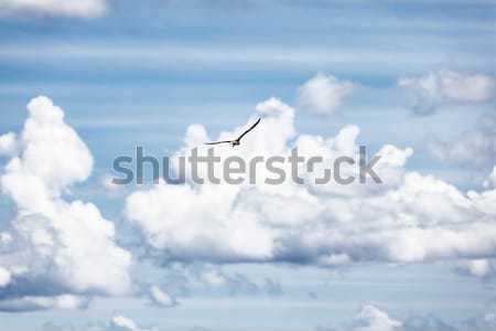 Madár égbolt kék felhős gyönyörű sirály Stock fotó © Anna_Om