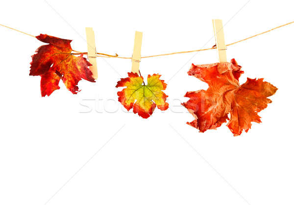 Autumn leaves Stock photo © Anna_Om