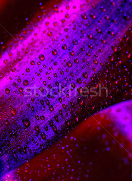 Lalea petale abstract violet roua Imagine de stoc © Anna_Om