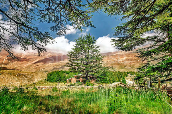 黎巴嫩 美麗 古 雪松 樹 森林 商業照片 © Anna_Om