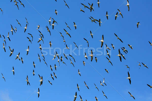 Flock of Pelicans in the sky Stock photo © Anna_Om
