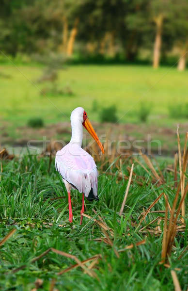 Yellow billed stork Stock photo © Anna_Om