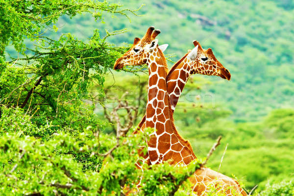Foto stock: Africano · girafas · família · dois · animais · beleza