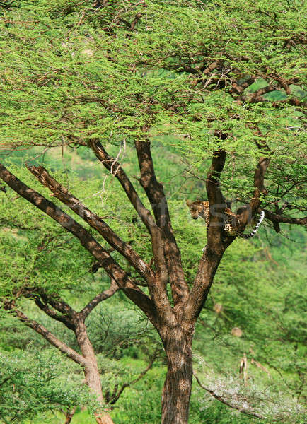 Leopar ağaç orman yaz seyahat hayvan Stok fotoğraf © Anna_Om