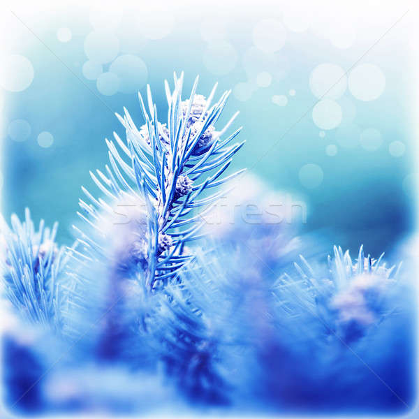 Coniferous branches covered rime Stock photo © Anna_Om