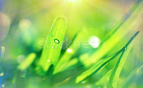 Fresh green grass background Stock photo © Anna_Om
