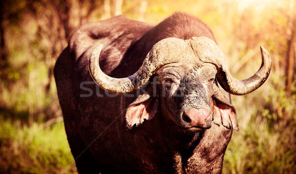 Big buffalo portrait Stock photo © Anna_Om