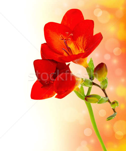 Friss tavaszi virágok piros citromsárga bokeh szöveg Stock fotó © Anna_Om