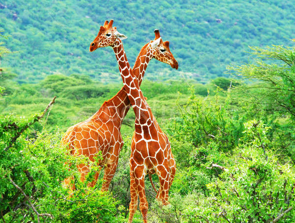 Foto stock: Lutar · dois · girafas · África · Quênia · família