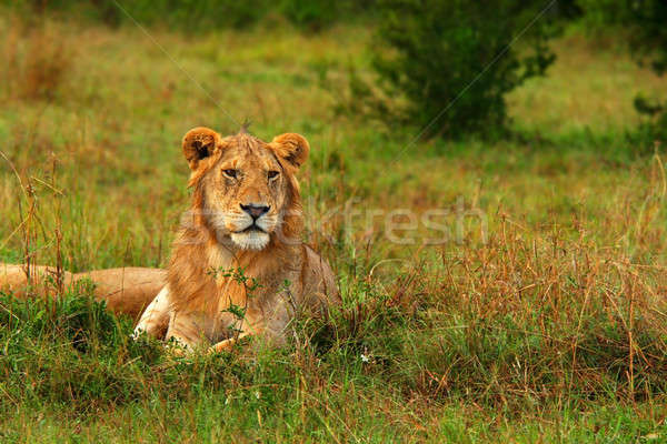 Stok fotoğraf: Genç · Afrika · aslan · Afrika · Kenya