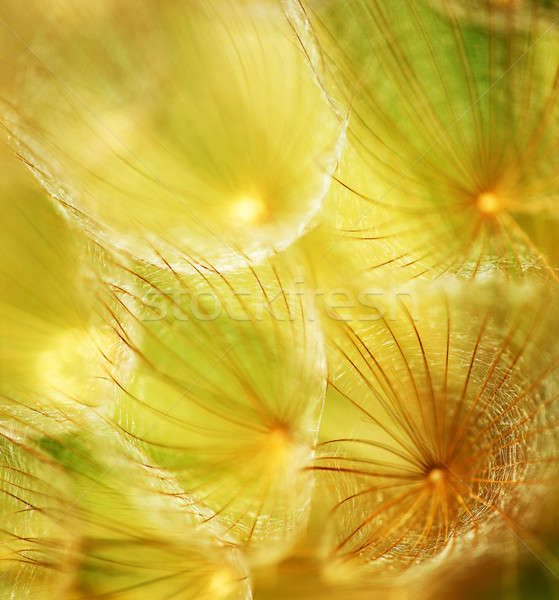 Zachte paardebloem bloem extreme abstract Stockfoto © Anna_Om