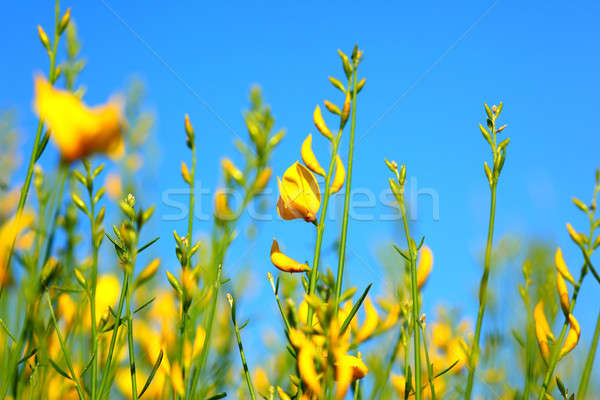 ストックフォト: 草原 · 春 · 黄色の花 · 青 · 晴天