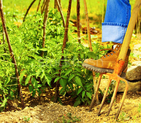 Kertészkedés csizma gereblye férfi dolgozik mező Stock fotó © Anna_Om
