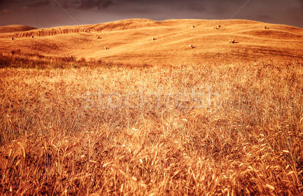 Golden dry wheat field Stock photo © Anna_Om