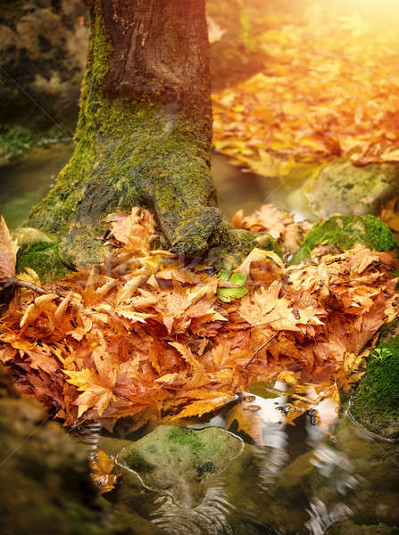 Gyönyörű ősz erdő száraz levelek pocsolya Stock fotó © Anna_Om