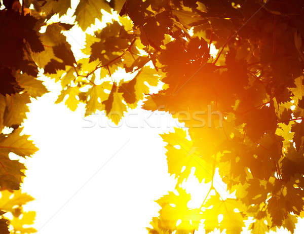 Sonbahar yaprakları çerçeve fotoğraf güneş ışığı taze üzüm Stok fotoğraf © Anna_Om
