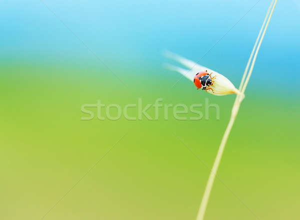 Cute ladybird on wheat spike Stock photo © Anna_Om