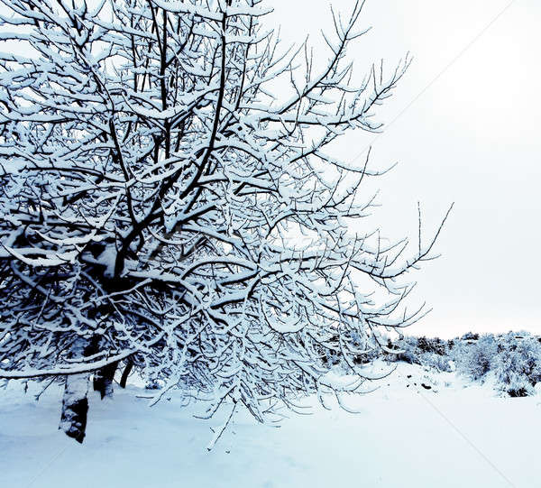 Foto d'archivio: Inverno · foresta · bella · alberi · coperto · neve