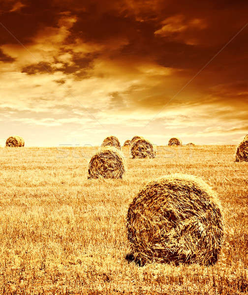 小麥 收成 時間 美麗 日落 名勝 商業照片 © Anna_Om