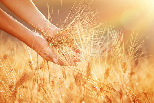 Foto d'archivio: Campo · di · grano · mani · toccare · maturo