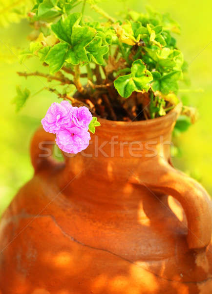Pink spring flower in the pot Stock photo © Anna_Om