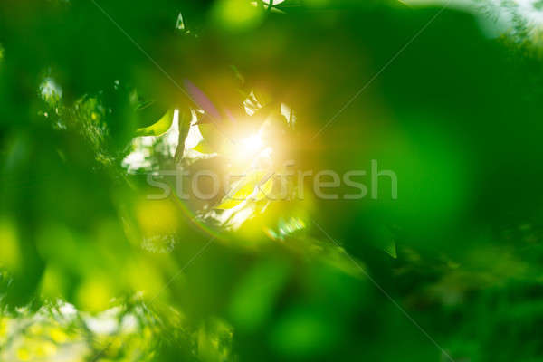 [[stock_photo]]: Fraîches · feuilles · vertes · soleil · façon