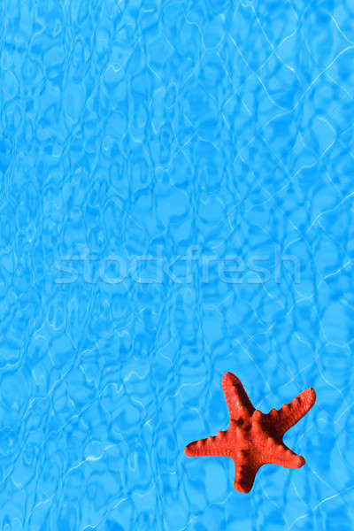 Foto d'archivio: Acqua · rosso · starfish · immagine · vacanze · ora · legale