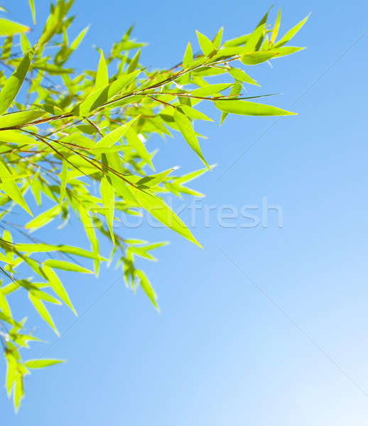 świeże bambusa pozostawia granicy zielone roślin Zdjęcia stock © Anna_Om