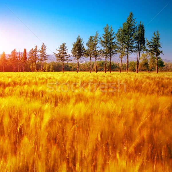 Stock photo: Beautiful autumn nature