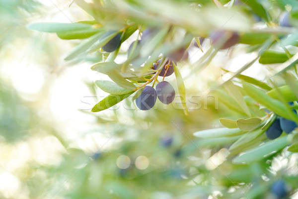 Măsline grădină negru Imagine de stoc © Anna_Om