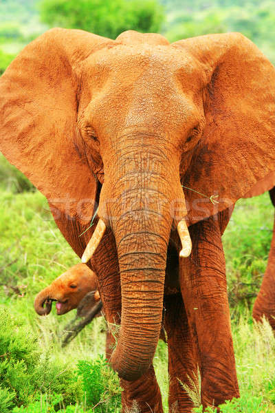 Elefant african Africa Kenia primăvară pădure Imagine de stoc © Anna_Om