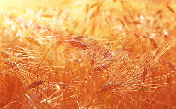 Foto stock: Campo · de · trigo · soleado · paisaje · primer · plano · centeno · atención · selectiva