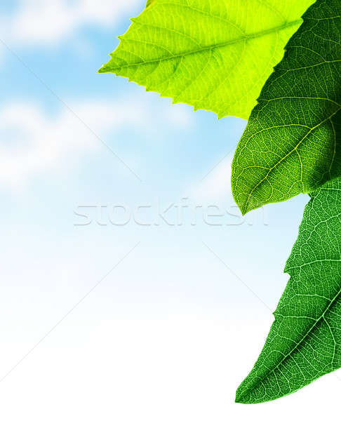 Green leaves border Stock photo © Anna_Om