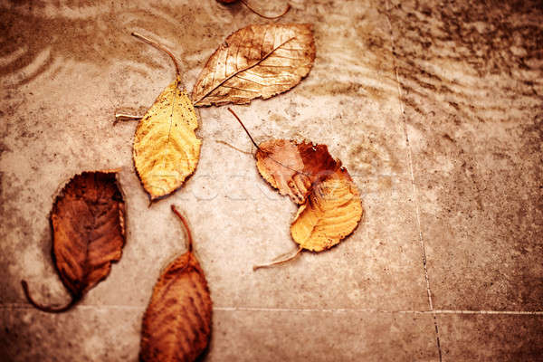 Dry autumn leaves in the puddle Stock photo © Anna_Om
