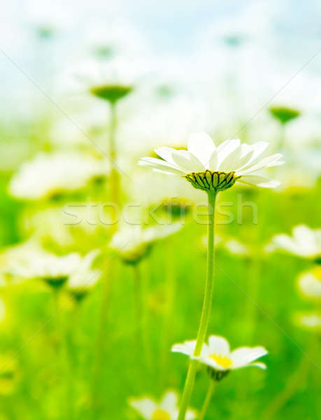 Stockfoto: Voorjaar · veld · madeliefjes · witte · vers · blauwe · hemel