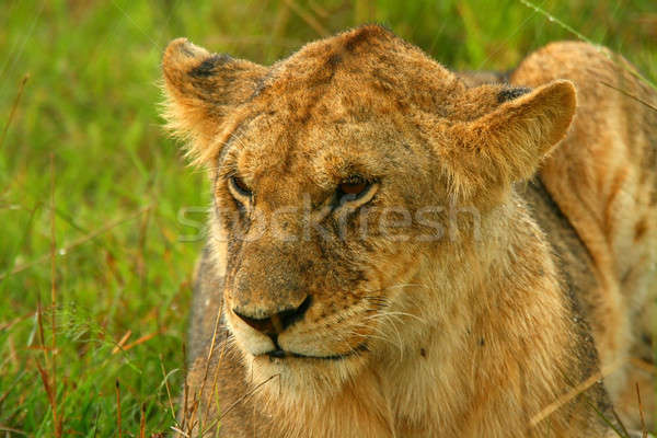 Lioness under rain in the wilderness Stock photo © Anna_Om