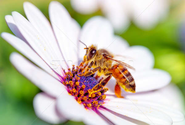 Güzel arı papatya makro fotoğraf oturma Stok fotoğraf © Anna_Om