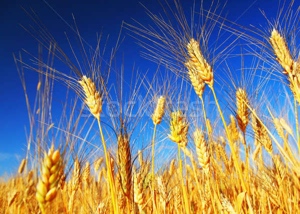 Campo de trigo paisaje primer plano centeno cielo azul cielo Foto stock © Anna_Om