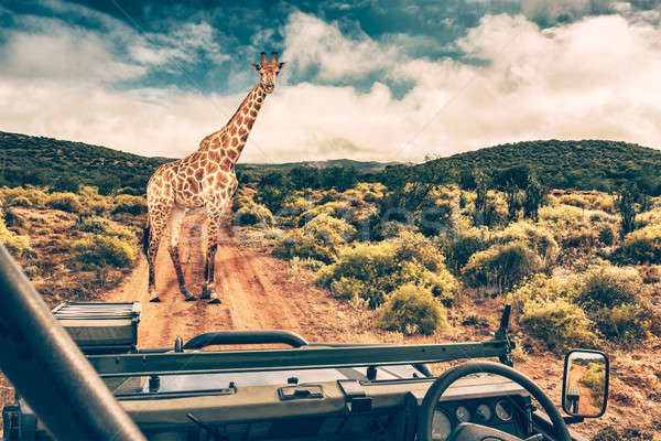 Wildlife afrikaanse safari mooie wild giraffe Stockfoto © Anna_Om