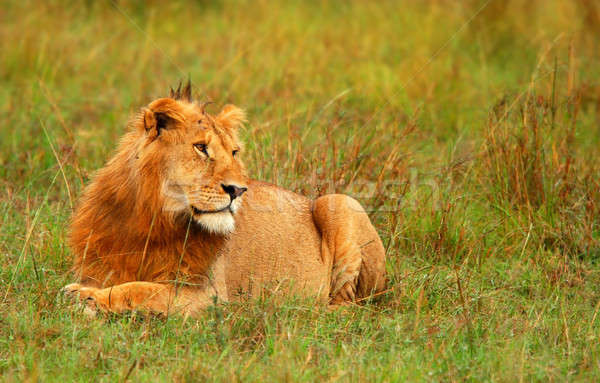 Portrait of young wild african lion Stock photo © Anna_Om